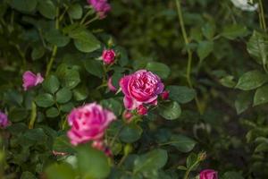 skön och ljus ro växa i en blomma säng i de parkera. ta en promenad i de parkera på en sommar dag och se på de skön blommor. selektiv fokus, blommig tapet. foto