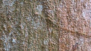 Fantastisk trä bark textur som bakgrund foto