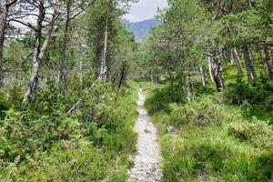 bergslandskap på sommaren foto