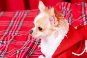 en mini chihuahua hund i jultomten kläder lögner på en röd rutig filt. långhårig chihuahua. foto