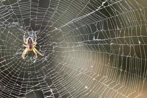 Spindel och webb närbild foto