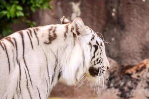 vit tiger i djurparken foto