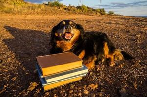 söt hund med böcker foto