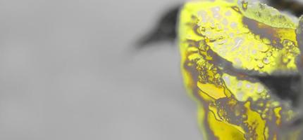 belysande gul reste sig med vatten droppar på en slutlig grå bakgrund. abstrakt blommig bakgrund. trendig färger foto