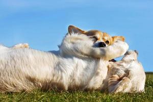 welsh corgi pembroke och gyllene retriever spelar i de trädgård på grön gräs. dods ha roligt foto