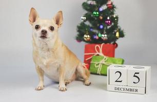 brun kort hår chihuahua hund Sammanträde på vit bakgrund med jul träd, gåva lådor och trä- kalender december 25. foto