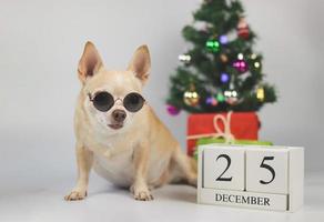 brun kort hår chihuahua hund bär solglasögon Sammanträde på vit bakgrund med jul träd, gåva lådor och trä- kalender december 25. foto