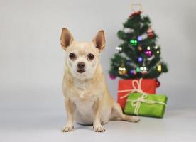 brun kort hår chihuahua hund Sammanträde på vit bakgrund med jul träd och röd och grön gåva lådor. foto