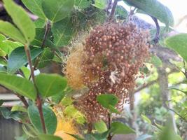 Spindel ägg nesting i de Hem trädgård foto