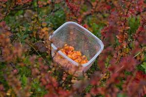 hjortron i plast låda på färgrik löv bakgrund i bergen nära hemsedal buskerud norge, skandinaviska natur, utomhus skönhet, vegetarisk dessert, norsk vild bär höst skörda foto