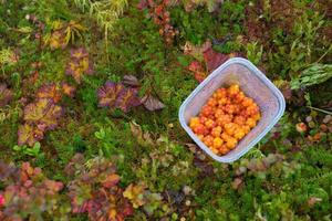 hjortron i plast låda på färgrik löv bakgrund i bergen nära hemsedal buskerud norge, skandinaviska natur, utomhus skönhet, vegetarisk dessert, norsk vild bär höst skörda foto