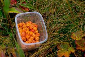 hjortron i plast låda på färgrik löv bakgrund i bergen nära hemsedal buskerud norge, skandinaviska natur, utomhus skönhet, vegetarisk dessert, norsk vild bär höst skörda foto