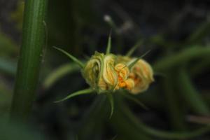 gul zucchini blomma på en stam bland löv och gräs i de trädgård foto