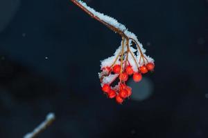 mogen röd hagtorn bär med snö på de grenar på en vinter- kväll. användbar växt crataegus monogyna med snöflinga frukt i de trädgård. foto