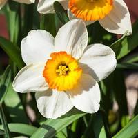 narciss tazetta cultivar blomma stänga upp foto