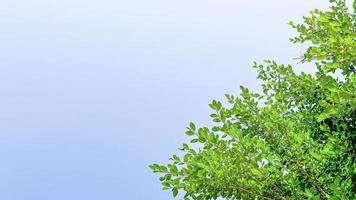 träd löv på blå himmel bakgrund med kopia Plats begrepp för hälsning välkomnande och inbjudan kort för ny år 2023 foto