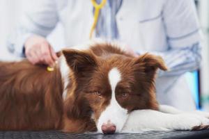 brun gräns collie hund under besök i veterinär foto