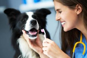 kvinna veterinär granskning en hund i klinik foto