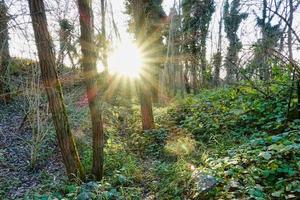 träd i skogen foto