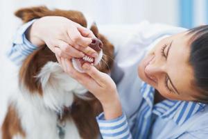 brun gräns collie hund under besök i veterinär foto