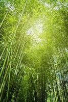 bambu skog i chiang mai thailand foto