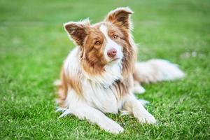 bild av choklad brun vit gräns collie hund foto