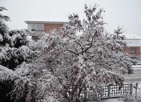 snö på träd foto