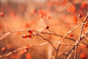 höst landskap närbild av röd bär berberis, grenar under solnedgång solljus, sent höst eller vår. säsong- bär, skön närbild foto