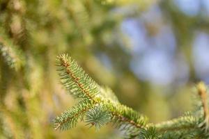 närbild av grön tall grenar på suddig naturlig bakgrund. vintergröna skog, träd foto