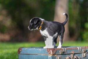 förtjusande porträtt av Fantastisk friska och Lycklig svart och vit gräns collie valp foto