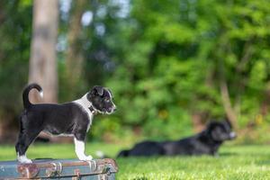 förtjusande porträtt av Fantastisk friska och Lycklig svart och vit gräns collie valp foto