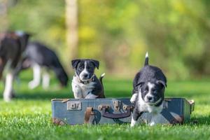 förtjusande porträtt av Fantastisk friska och Lycklig svart och vit gräns collie valp foto