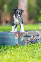 förtjusande porträtt av Fantastisk friska och Lycklig svart och vit gräns collie valp foto