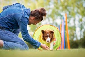 choklad vit gräns collie med kvinna ägare foto