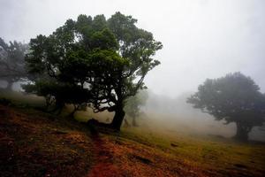 2022 08 18 madeira laurisilvia 12 foto