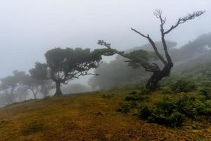 2022 08 18 madeira laurisilvia 8 foto