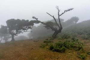 2022 08 18 madeira laurisilvia 5 foto