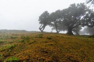 2022 08 18 madeira laurisilvia 10 foto