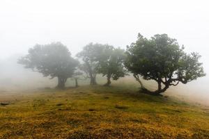 2022 08 18 madeira laurisilvia 14 foto