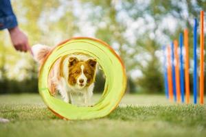 choklad vit gräns collie med kvinna ägare foto