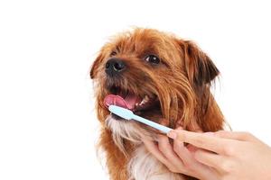 hund med tandborste foto