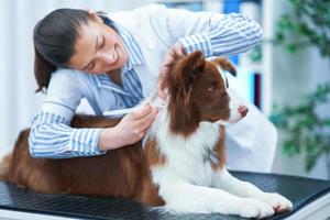 brun gräns collie hund under besök i veterinär foto