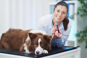 brun gräns collie hund under besök i veterinär foto