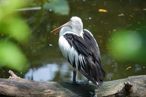 en australier pelikan pelecanus conspicillatus är stående på en fallen träd i en flod med massor av fisk. foto