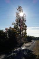 höst bakgrundsbelysning av en träd på de kant av en smuts väg foto