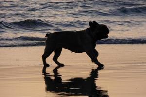 hund spelar på de strand för stänga till de hav vatten foto