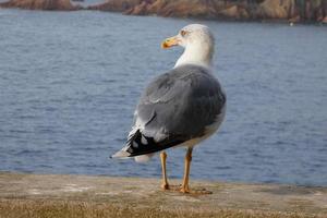 vild seagulls i natur längs de klippor av de katalansk costa brava, medelhavs, Spanien. foto