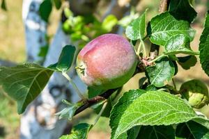 fotografi på tema vacker frukt gren äppelträd foto