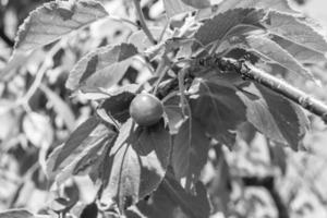 fotografi på tema skön frukt gren körsbär träd foto