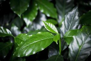 ung arabica kaffe plantor i växande barnkammare. grön arabica kaffe groddar är tropisk i natur. foto